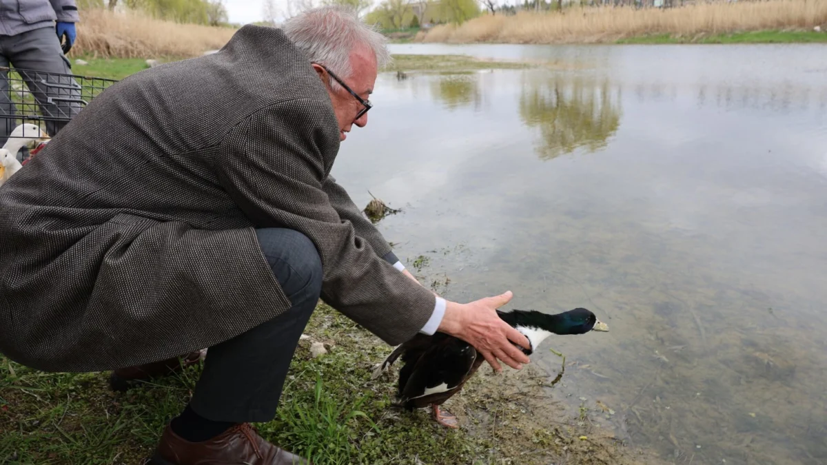 Kırıkkale Millet Bahçesi Şenlendi: Gölete 100 Adet Ördek Bırakıldı