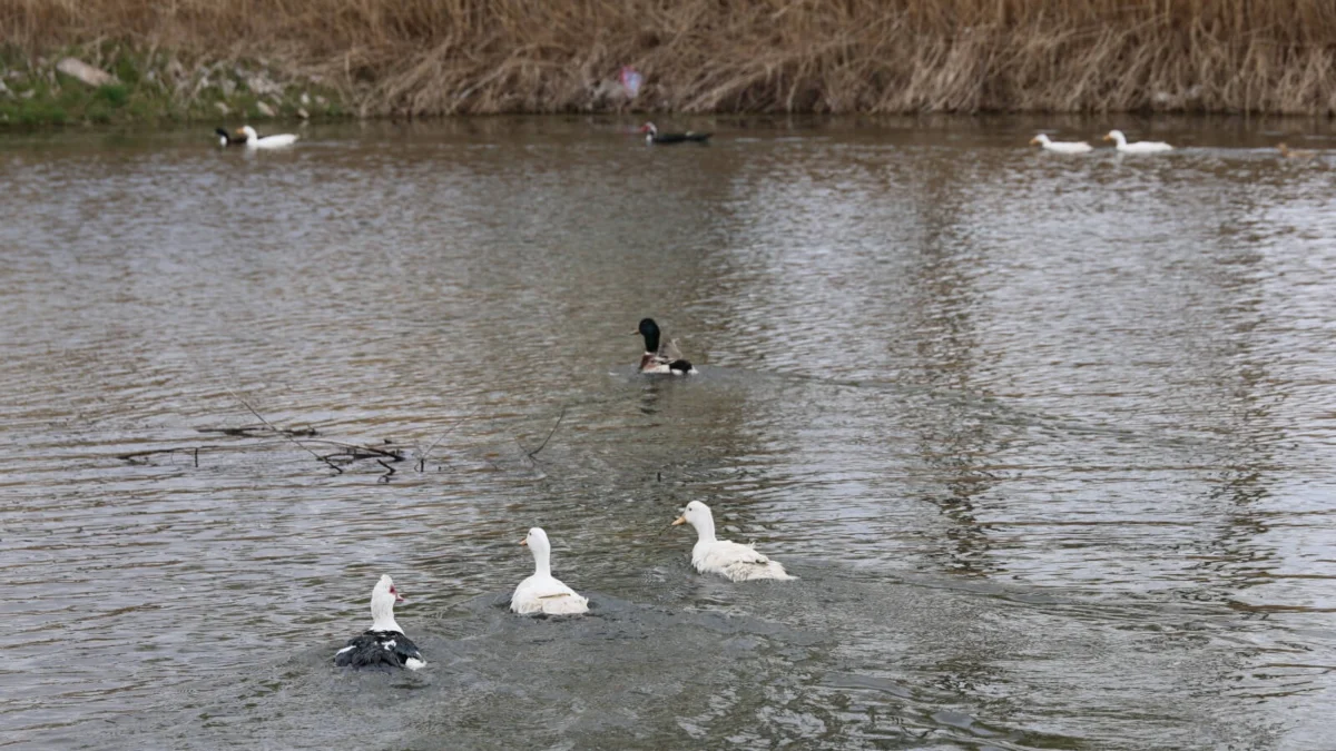Kırıkkale Millet Bahçesi Şenlendi: Gölete 100 Adet Ördek Bırakıldı