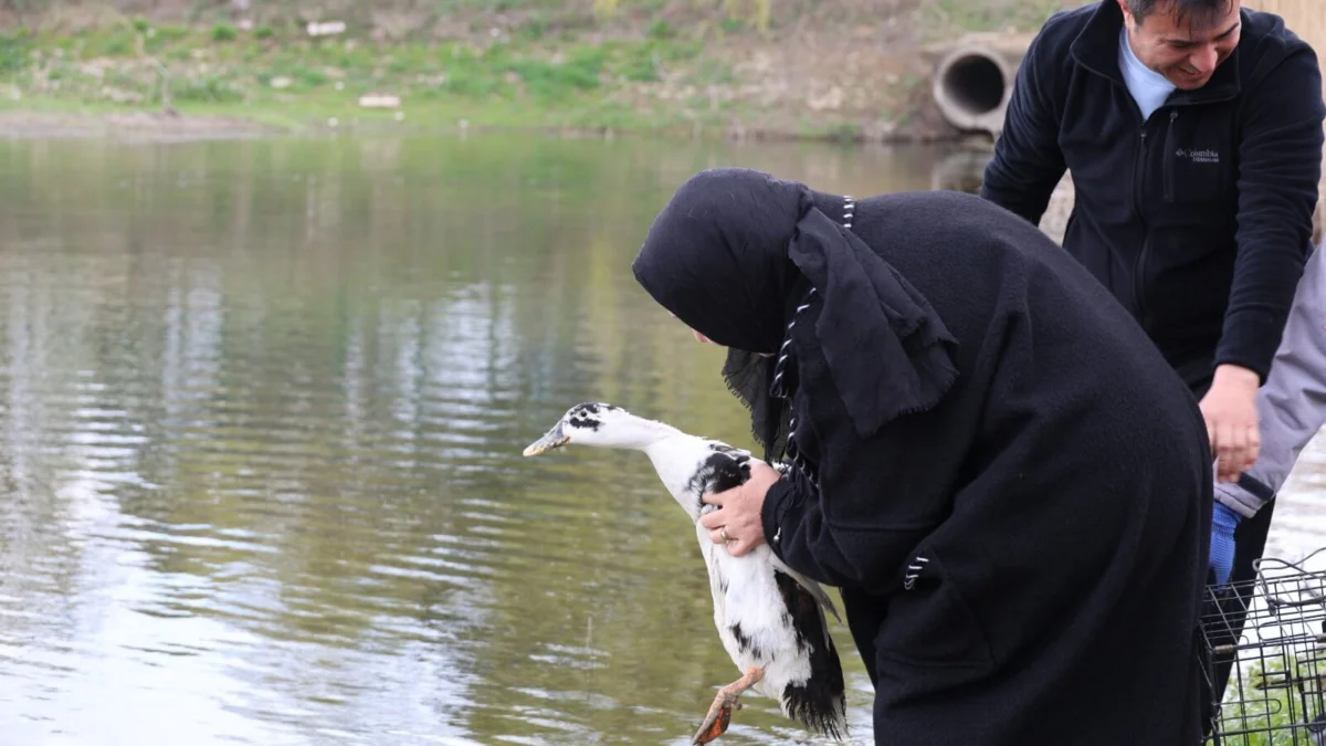 Kırıkkale Millet Bahçesi Şenlendi: Gölete 100 Adet Ördek Bırakıldı