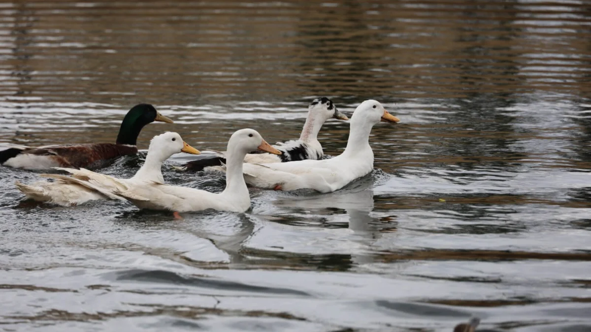Kırıkkale Millet Bahçesi Şenlendi: Gölete 100 Adet Ördek Bırakıldı