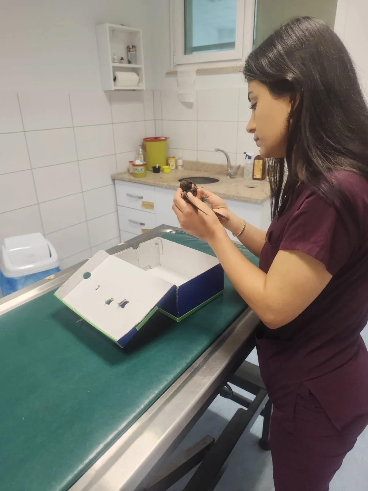 Kırıkkale’de Yaralı Ebabil Kuşu Koruma Altına Alındı