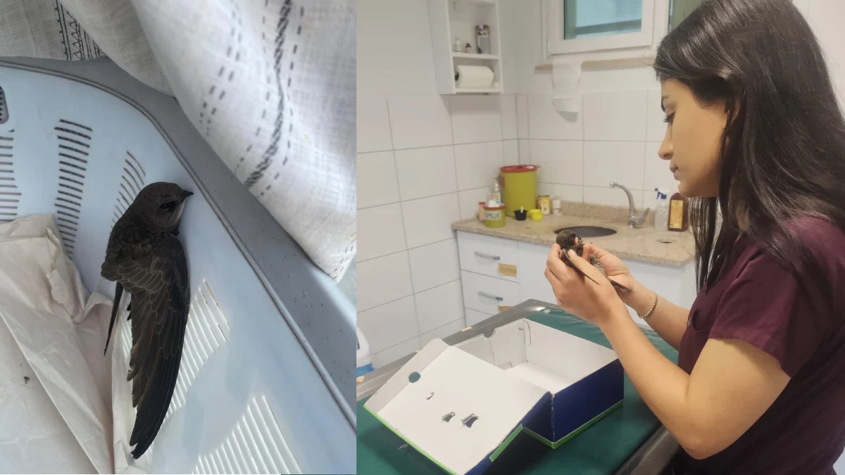 Kırıkkale’de Yaralı Ebabil Kuşu Koruma Altına Alındı