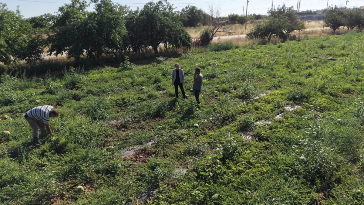 Kırıkkale’de İlk Karpuz Hasadı Başladı