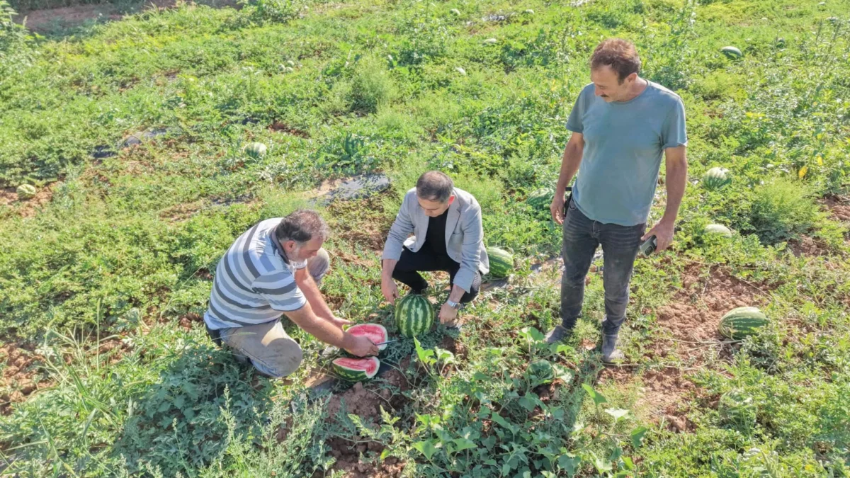 Kırıkkale’de İlk Karpuz Hasadı Başladı