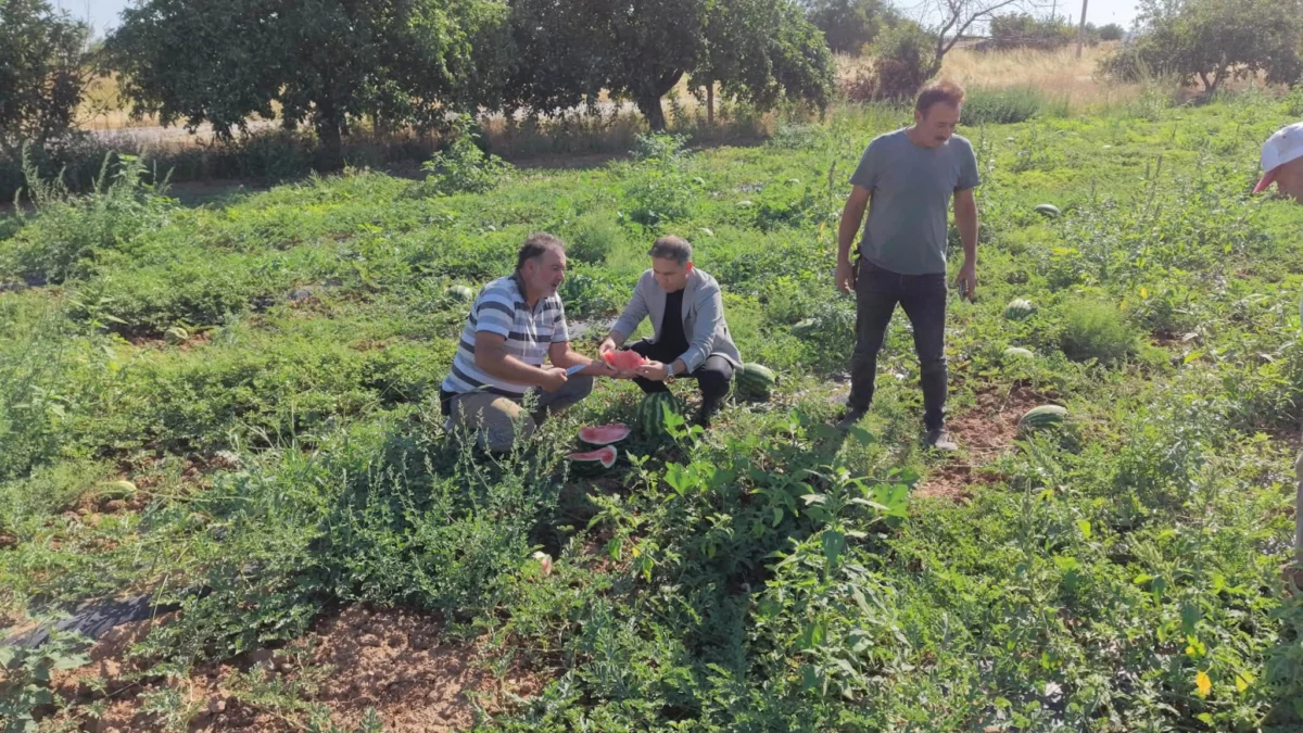 Kırıkkale’de İlk Karpuz Hasadı Başladı