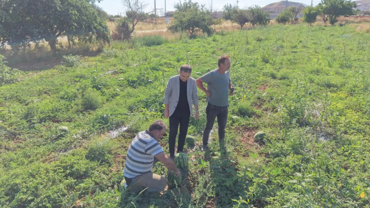 Kırıkkale’de İlk Karpuz Hasadı Başladı