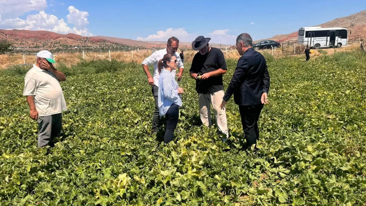 Delice Kara Kavunu’nda Bilimsel Hasat: İlk Sonuçlar Yüz Güldürdü