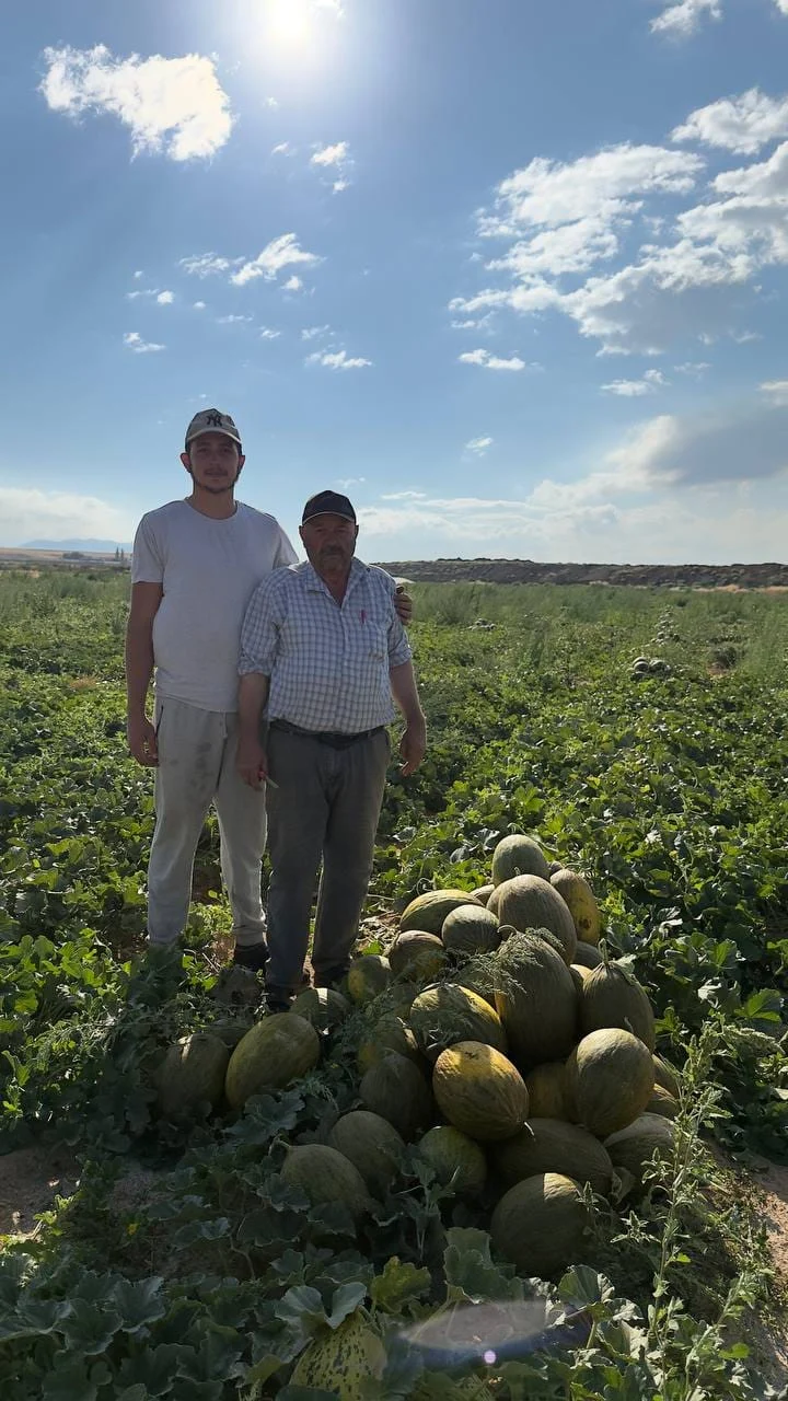 Kırıkkale Delice İlçesi Çerikli Kasabası’nda Kallavi Kavun Hasadı Başladı!
