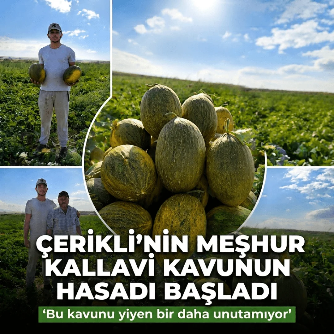 Kırıkkale Delice İlçesi Çerikli Kasabası’nda Kallavi Kavun Hasadı Başladı!