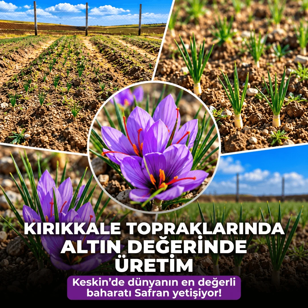 Kırıkkale’de Altın Değerinde Üretim: Keskin’de Safran Yetiştiriliyor!
